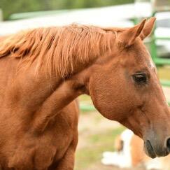 Campaign cover image for Ozzie Horse Sponsorship