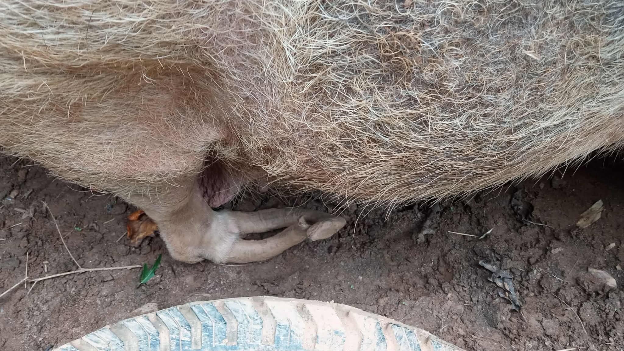 Campaign cover for 💔 THEY LOST THEIR HOME. NOW THEY NEED US. 🐷🐷 This is an emergency.