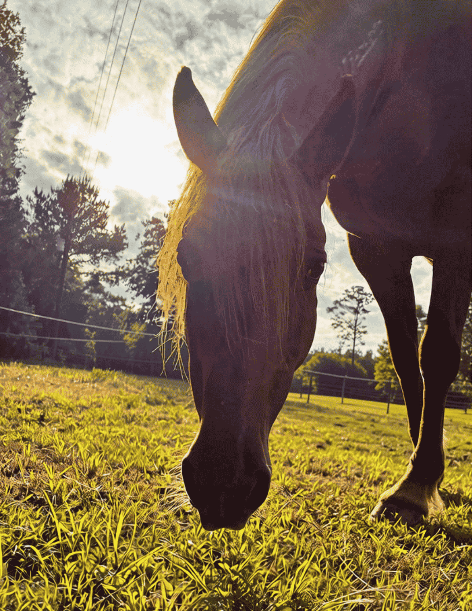 Campaign cover image for Gather & Graze with the Herd
