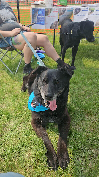 Campaign cover image for The FINALE:  BEAR