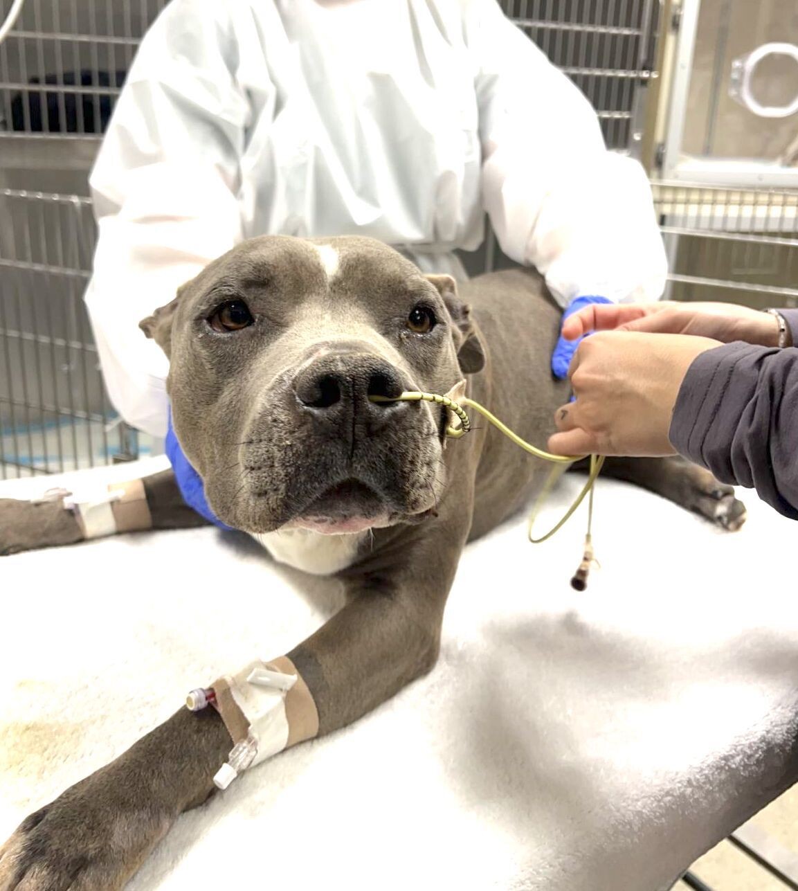 Campaign cover image for PLEASE HELP GORDA RECOVER!