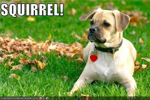 Campaign cover image for SQUIRREL! Advanced Distractions Dog Training Class