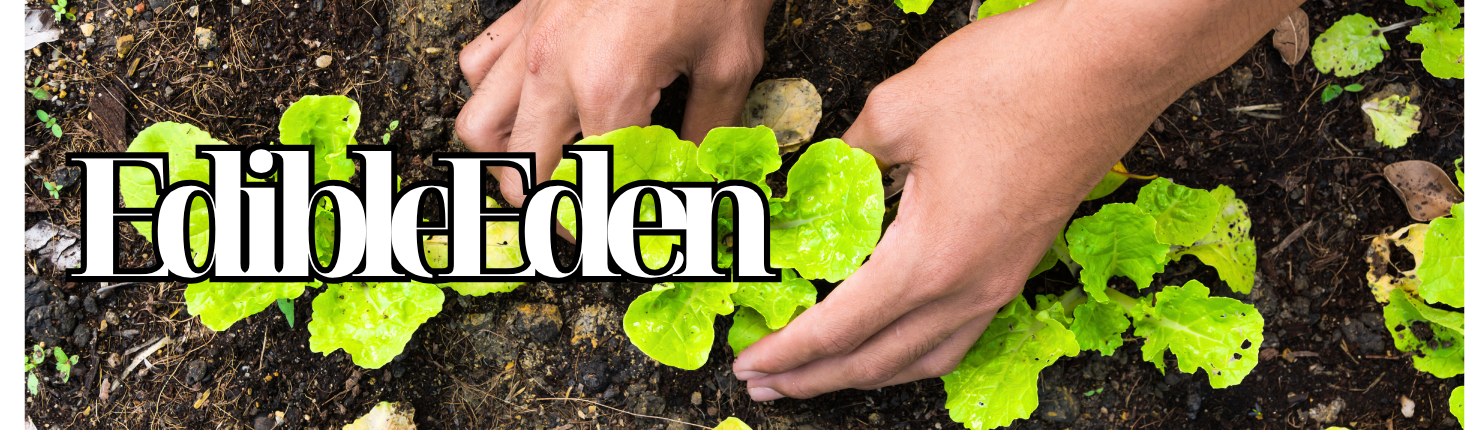 Campaign cover image for Edible Eden: Phoenixville Solstice Garden Tour 2025