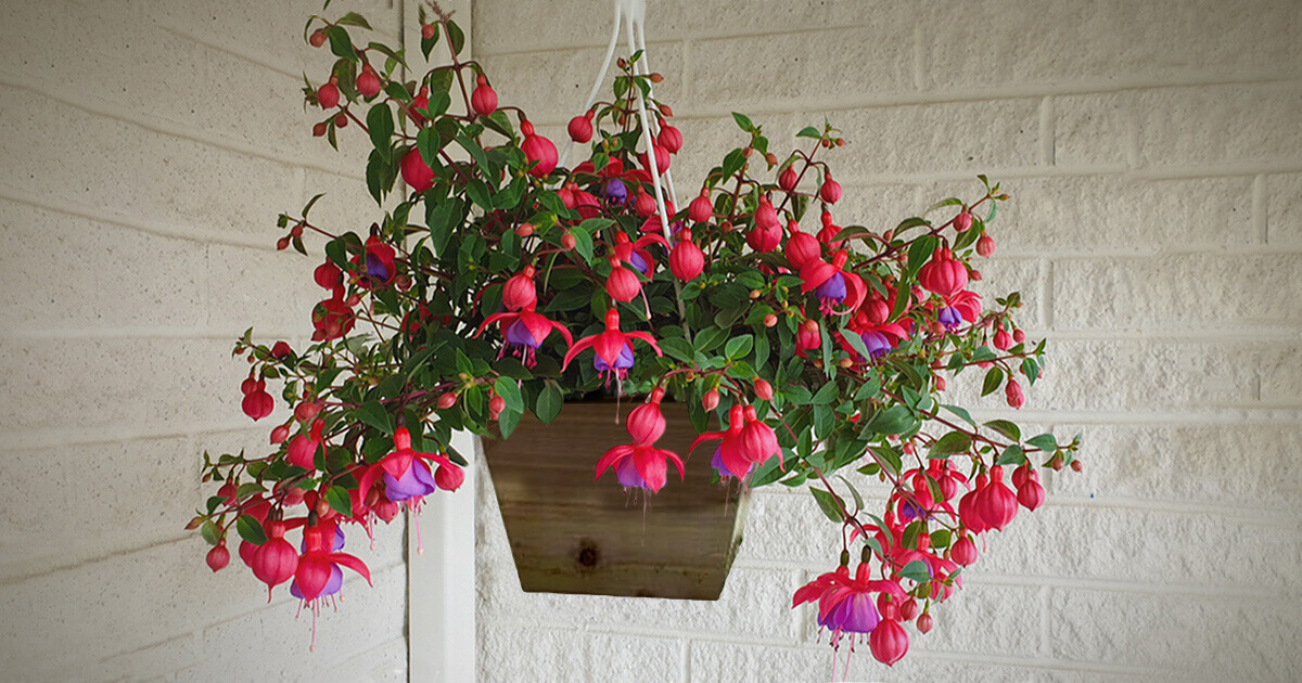 Campaign cover image for SPRING 2024 FUCHSIA FUNDRAISER