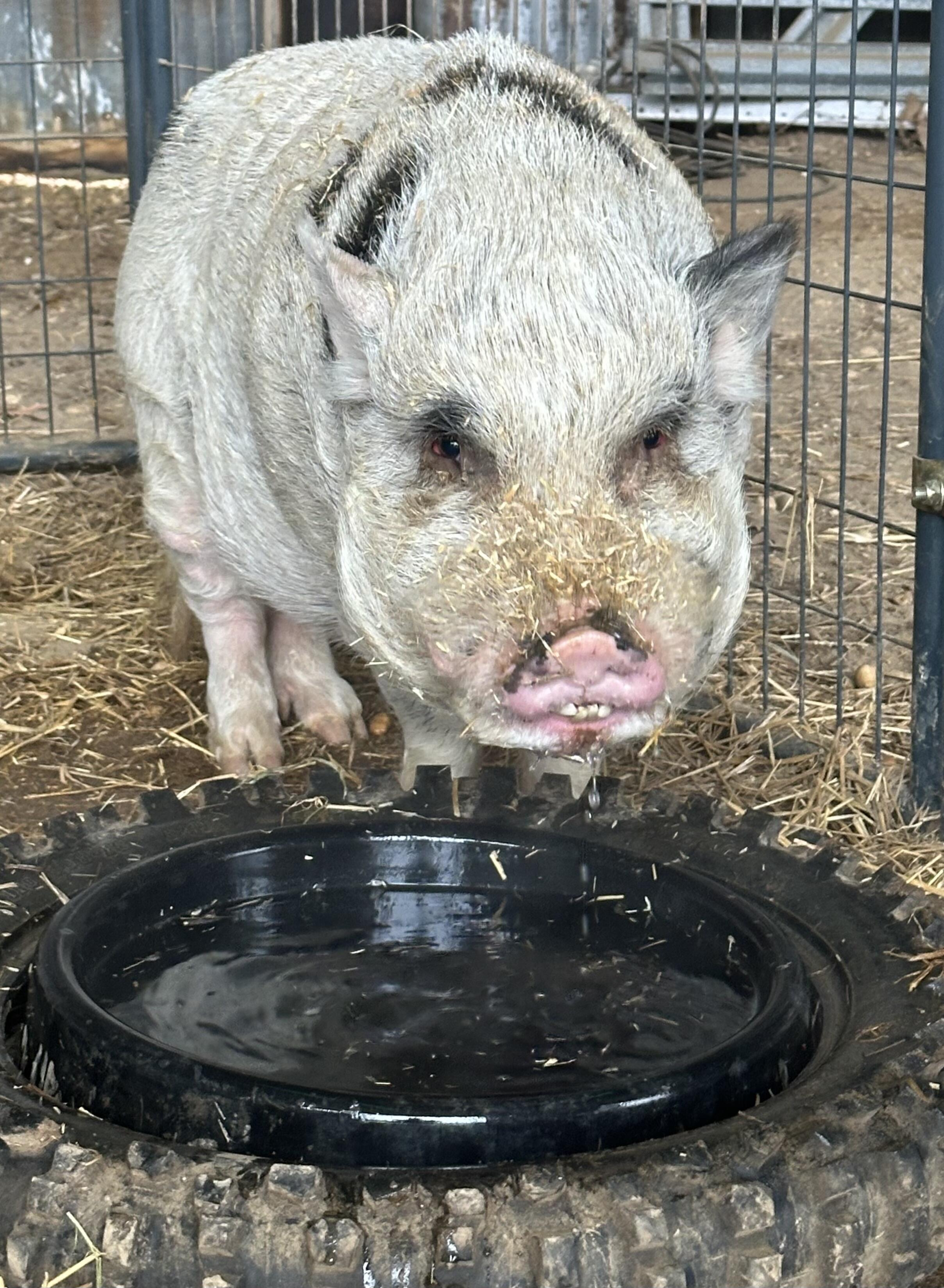 Campaign cover image for Snout Sponsor: Edward