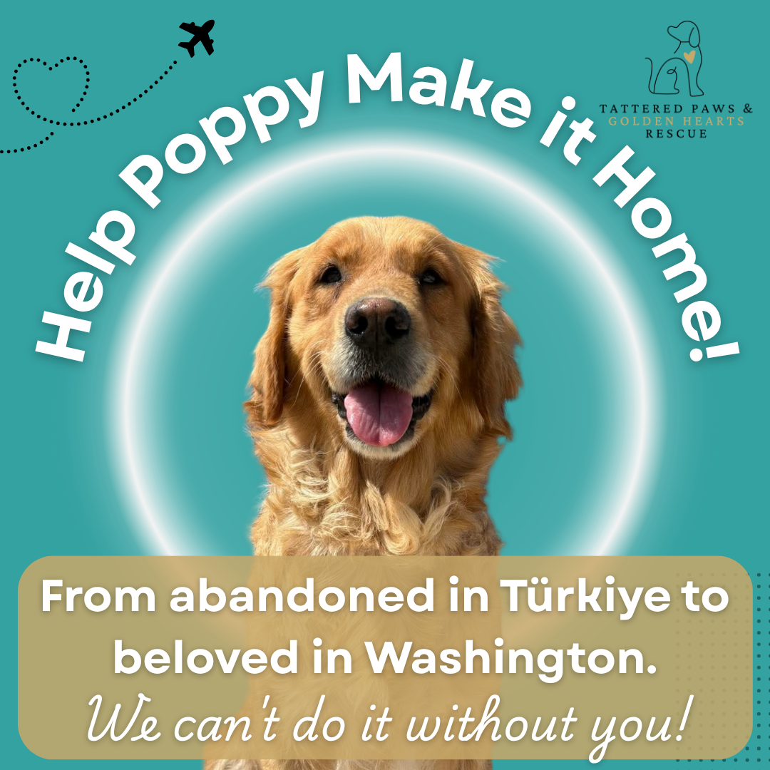 Campaign cover image for Help Poppy Make it Home!