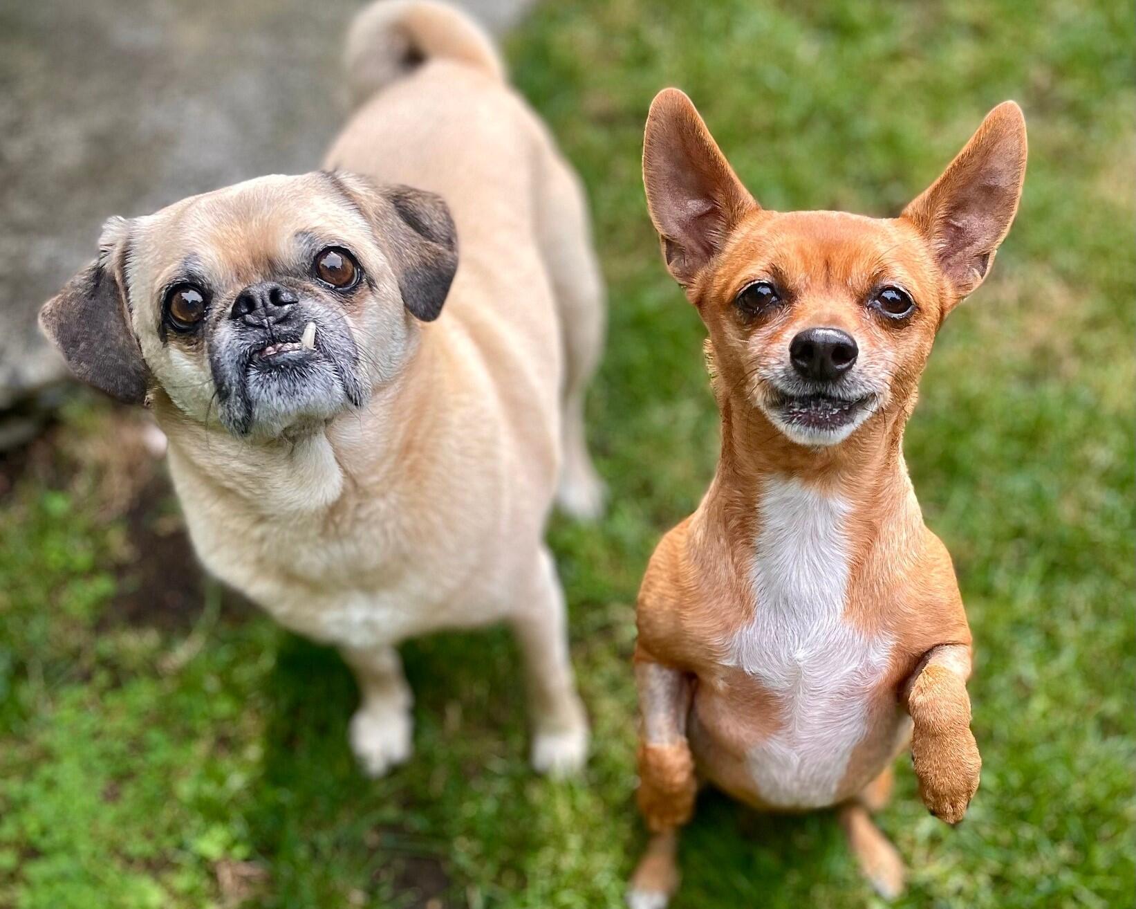 Campaign cover image for Adoption Application Processing