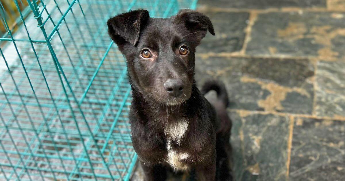 Campaign cover for Help Tiksi Get To Her New Home in Canada
