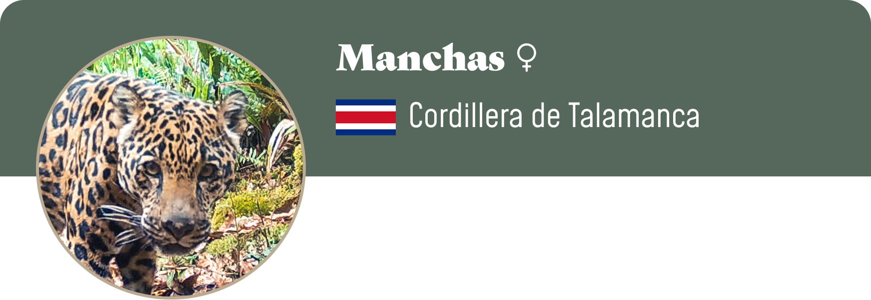 Campaign cover image for Adopt Manchas