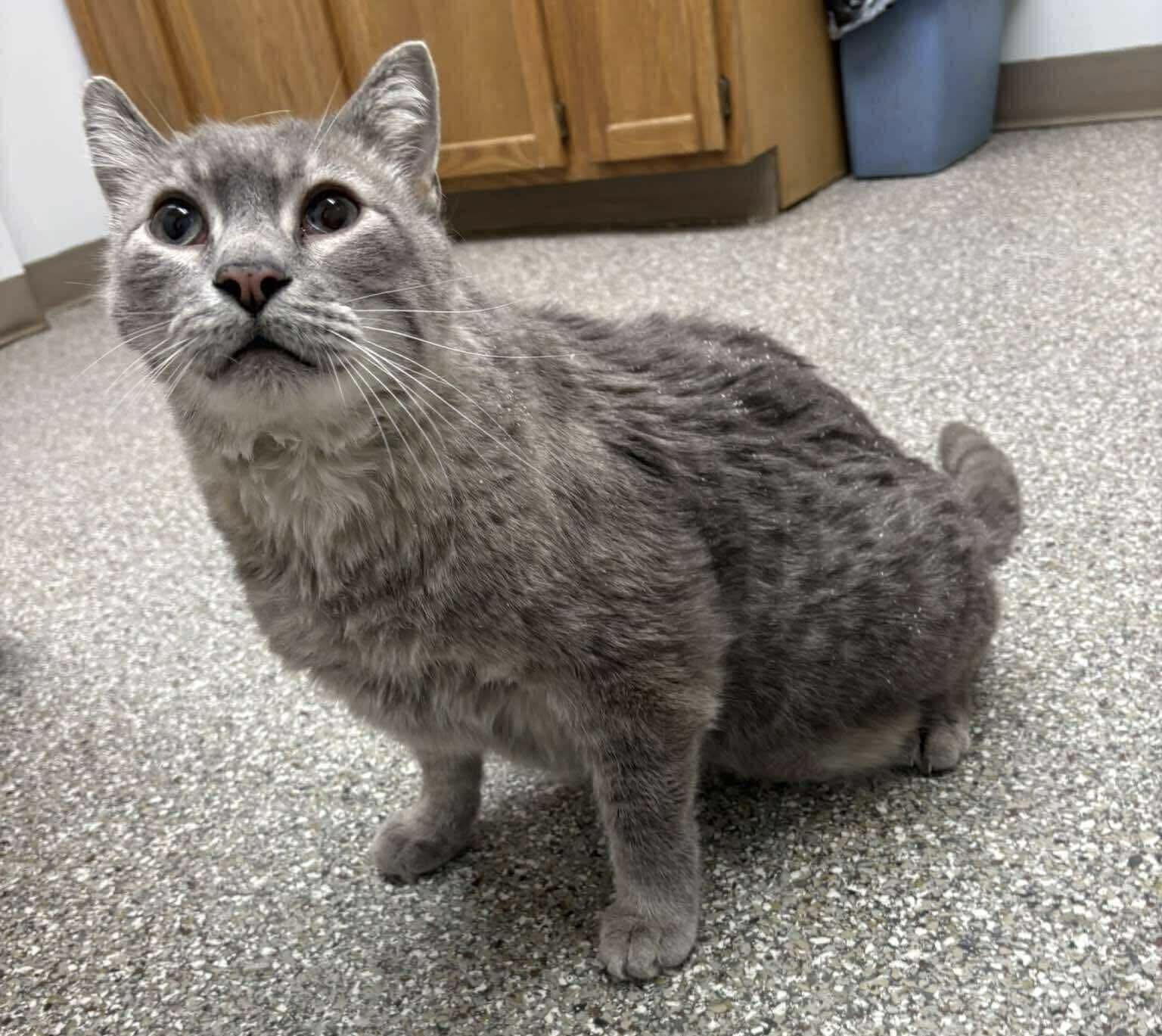 Campaign cover image for A Healthier Future for Chip