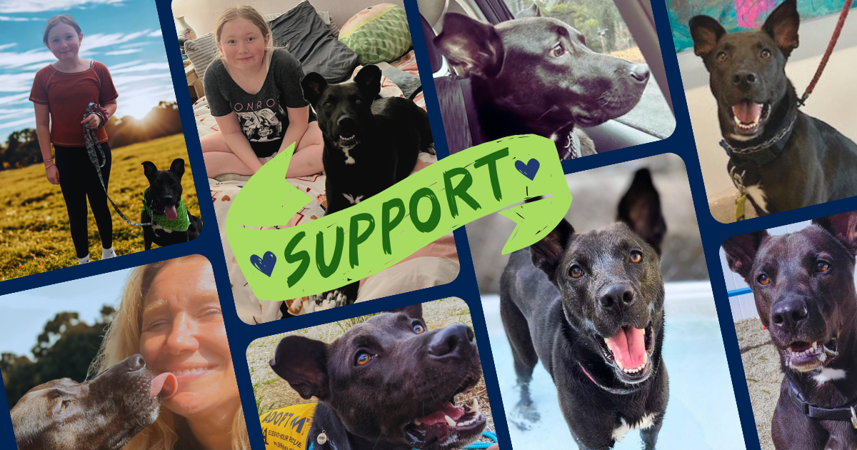 Campaign cover image for Boarding Fund for Mavi While Her Foster Recovers