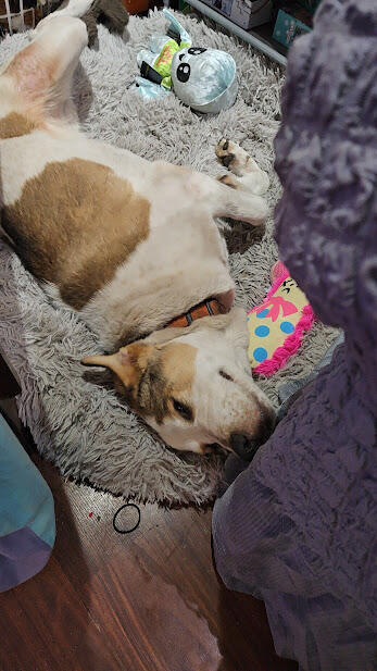 Campaign cover image for The TOP 4:  ATLAS