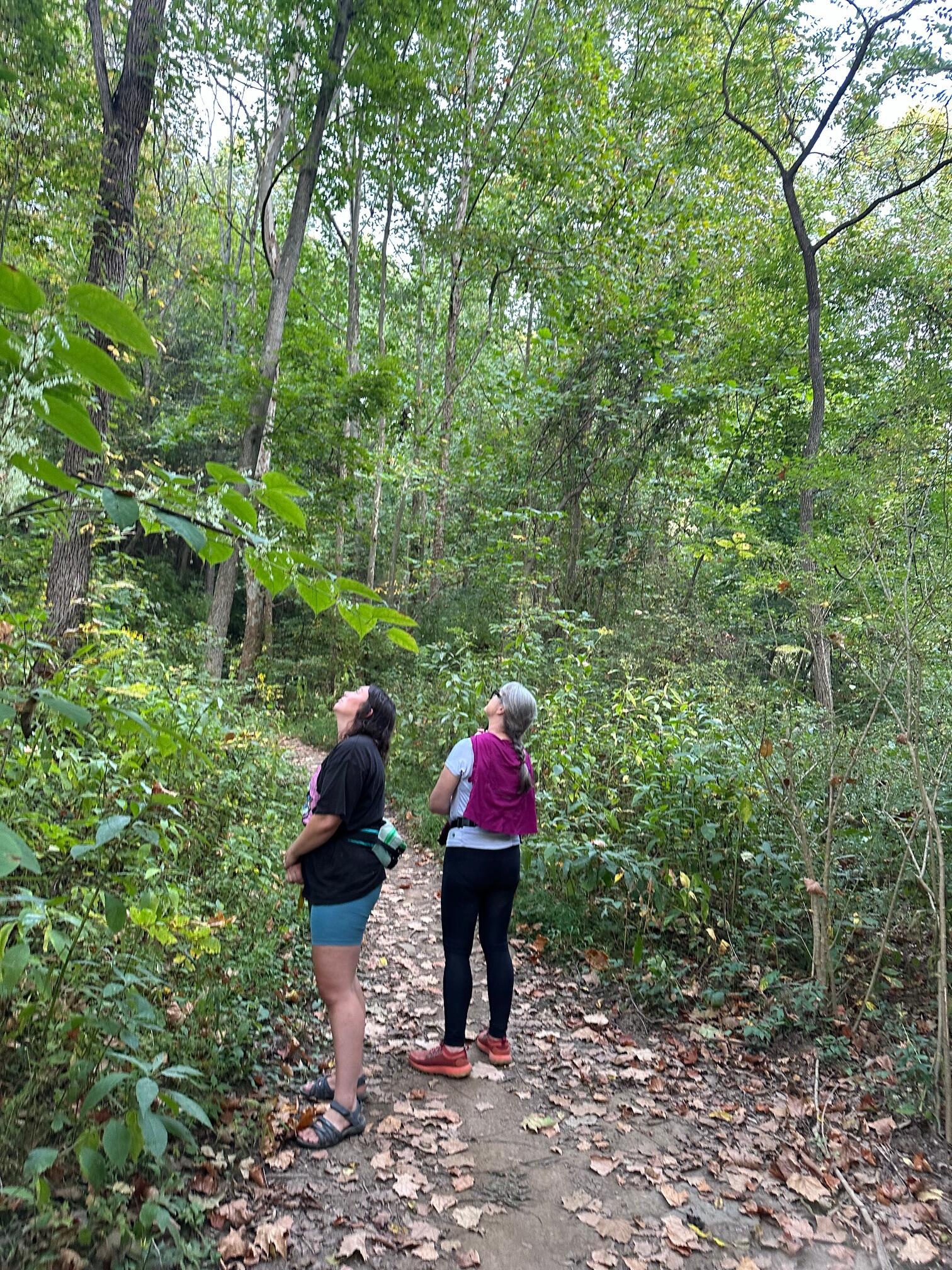Campaign cover image for Summer Solstice Forest Bathing Walk, 16+ Recommended