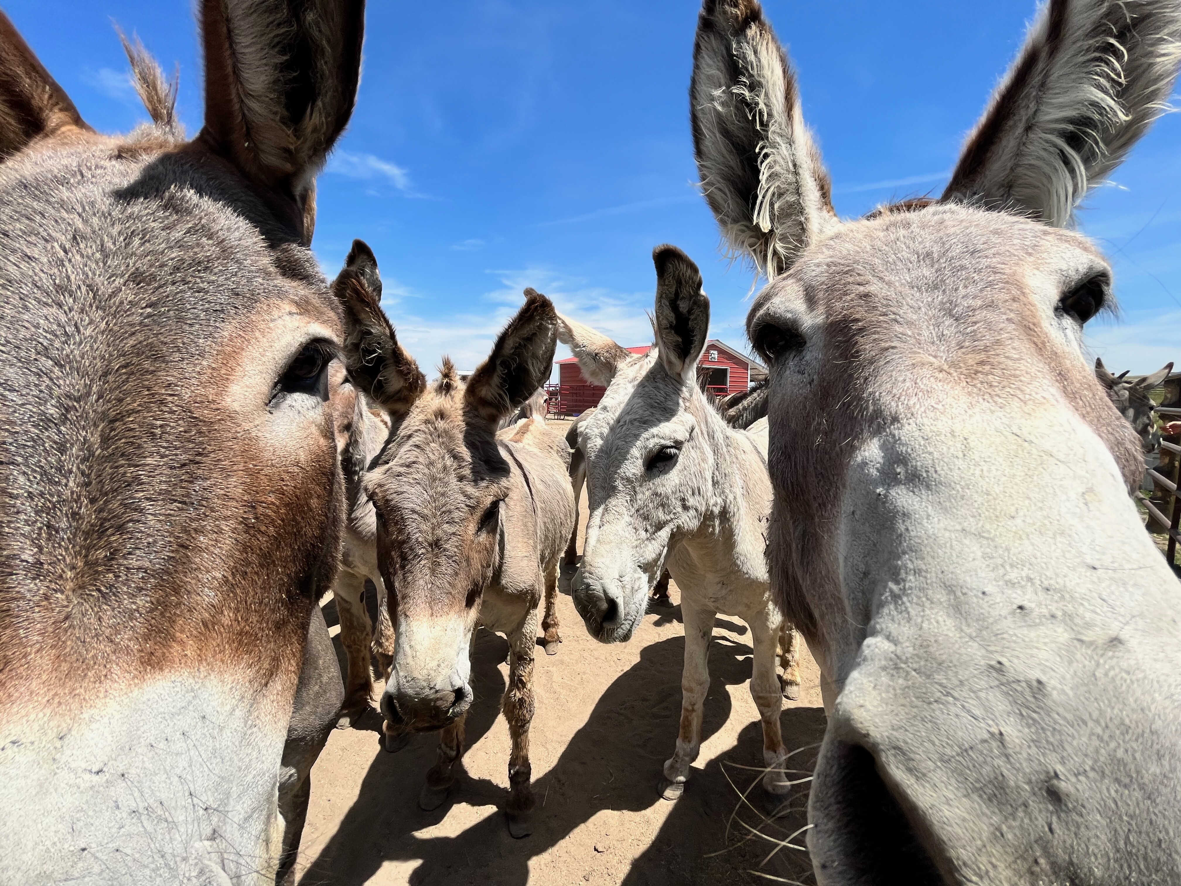 Campaign cover image for 2023 - AUCTION - Burro Base Camp Inaugural Online Auction