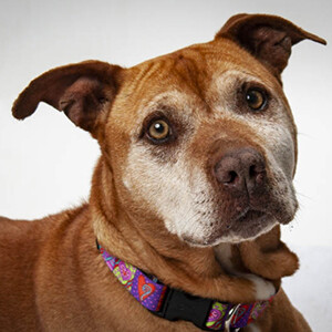 Campaign cover image for Shelter Support