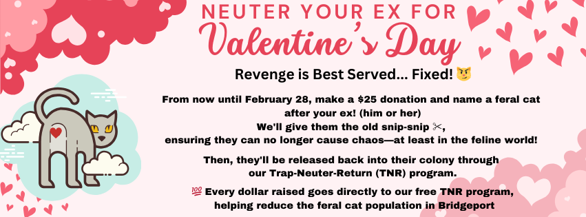 Campaign cover image for Bridgeport Cat Rescue