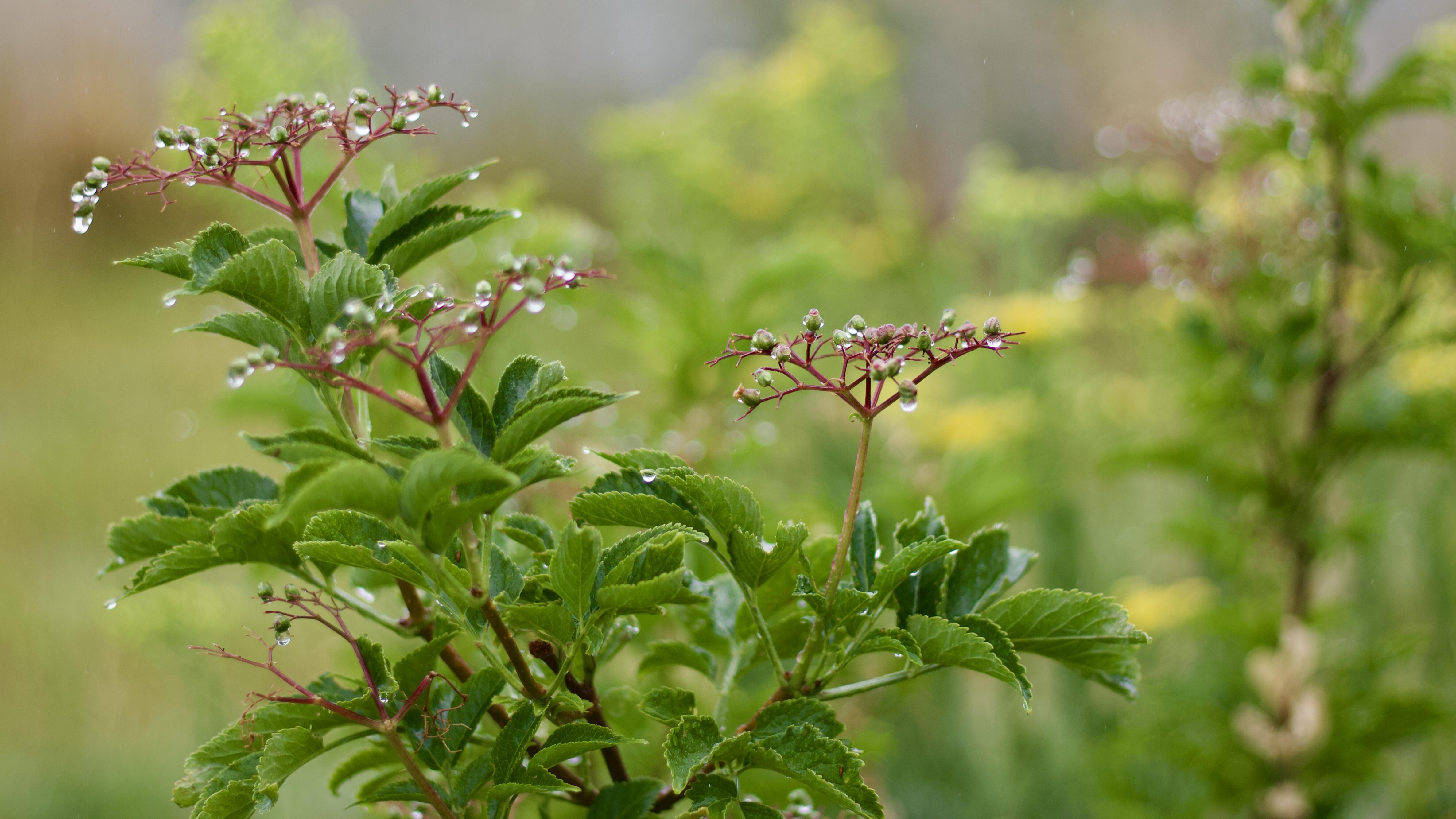 Campaign cover image for September 16th Elderberry U-Pick Harvest