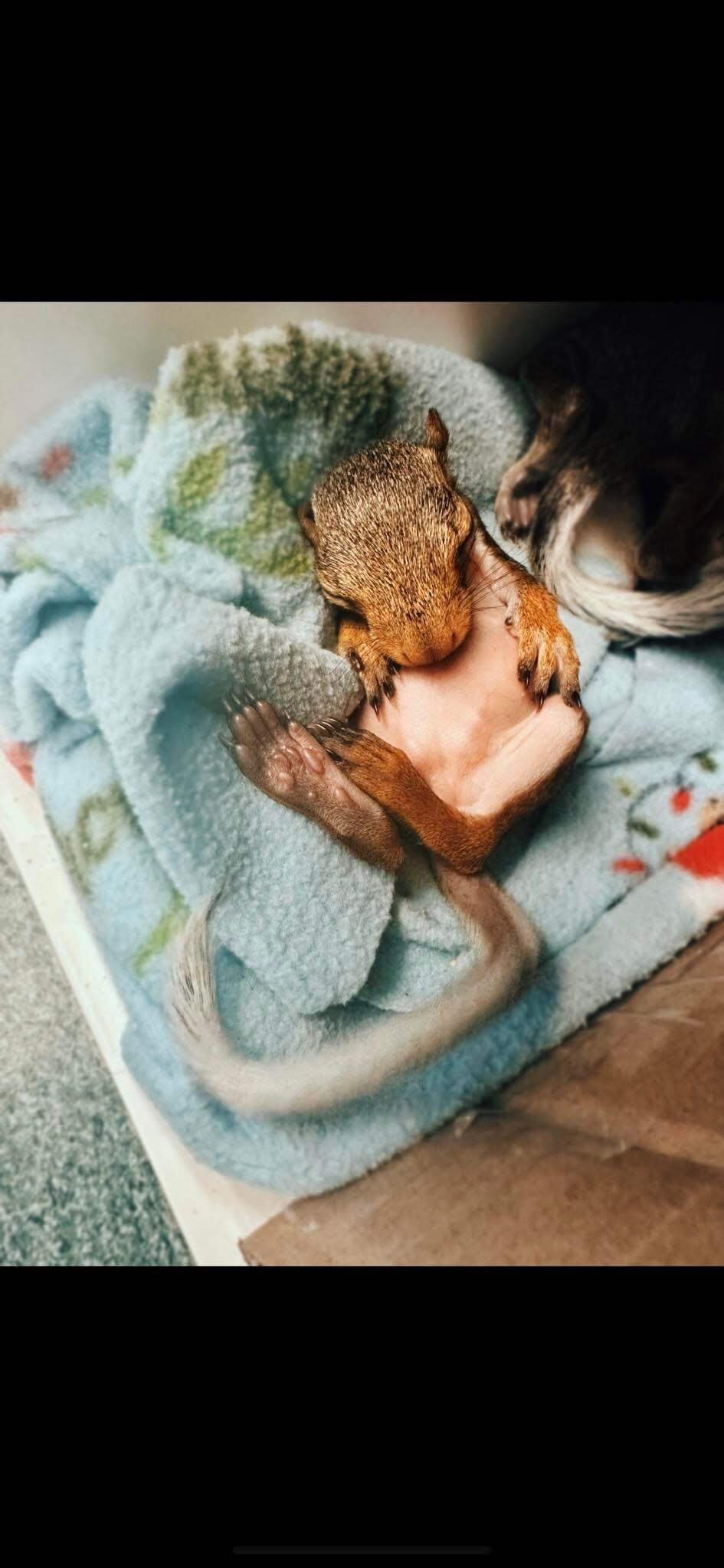 Campaign cover for Help Give Animals In Need A Second Chance