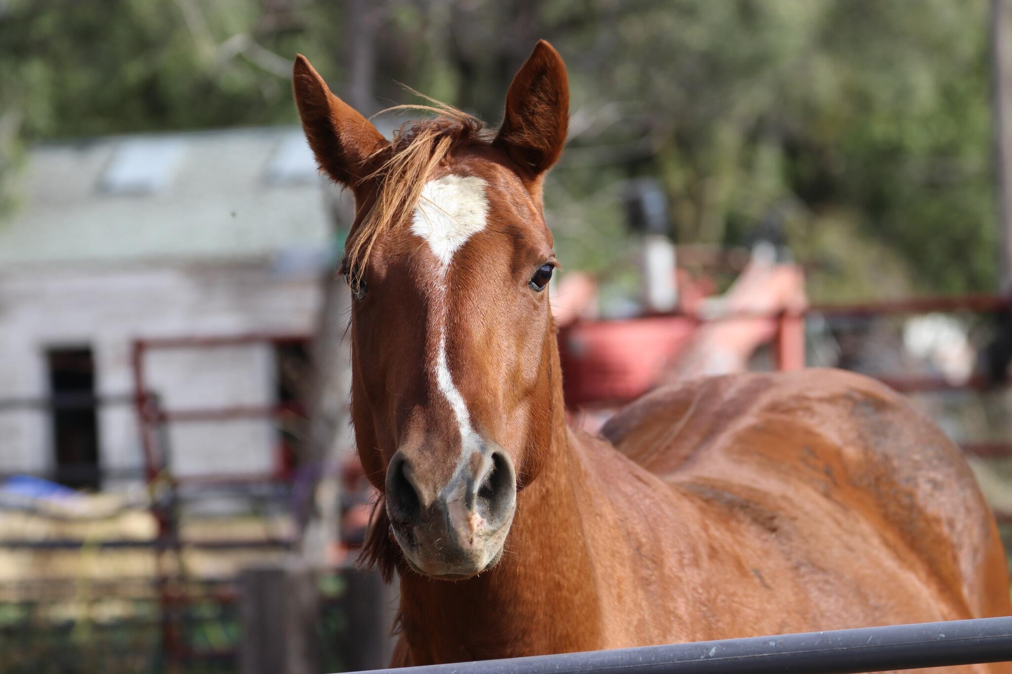Campaign cover image for Whitney’s Path to Answers — and a Chance