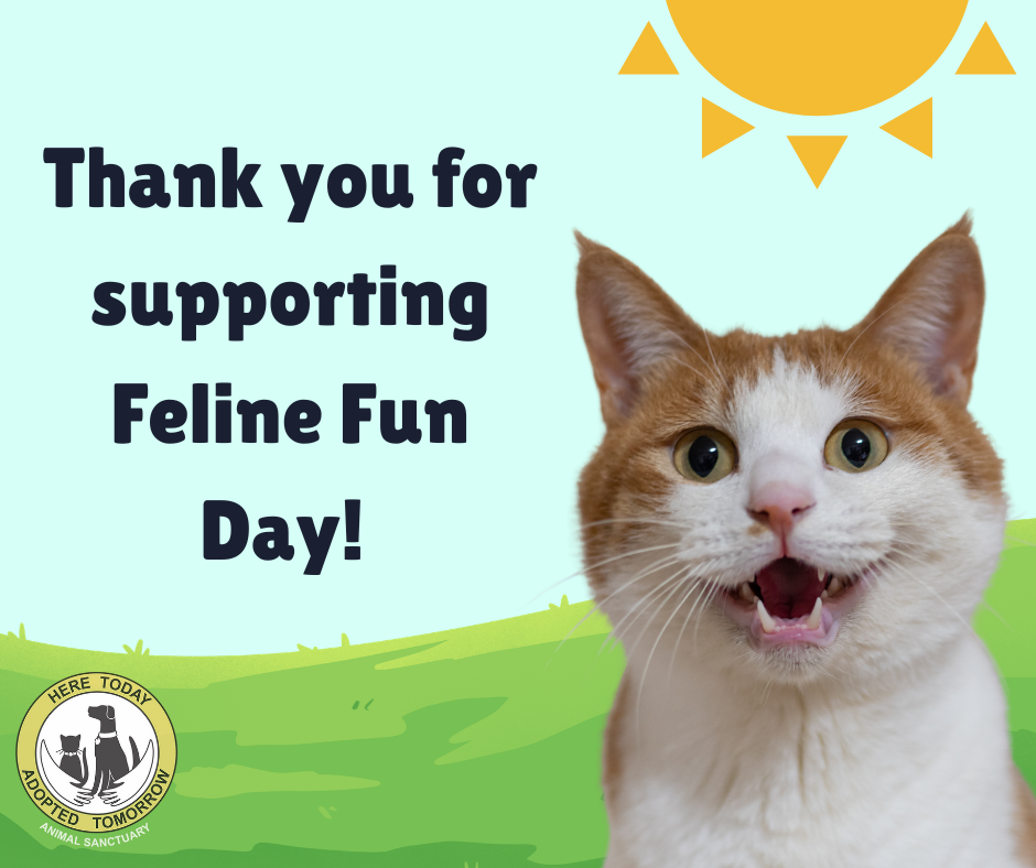 Campaign cover for Sponsor HTAT Feline Fun Day 2026