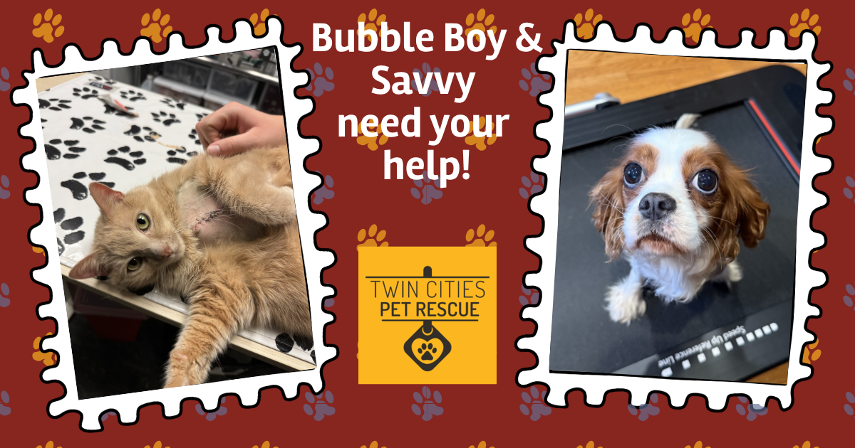 Campaign cover image for Help Saavy Heal & Bubble Boy Recover