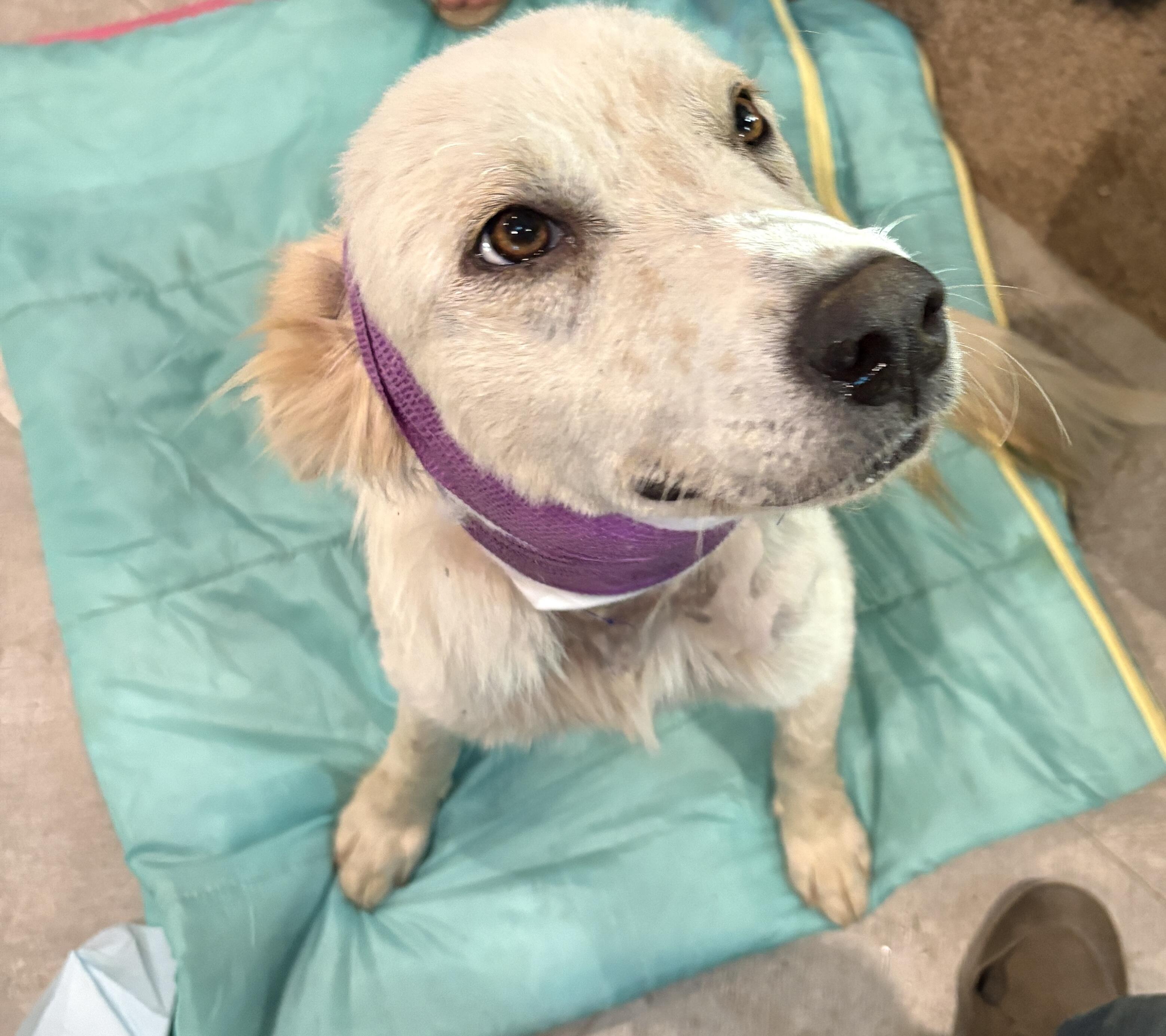 Campaign cover image for Emergency Help for Marge