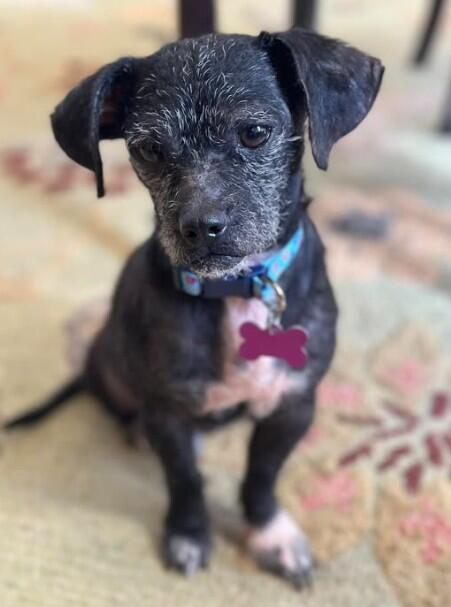 Campaign cover image for 2026 Silent Auction for our Rescue Fur Babies