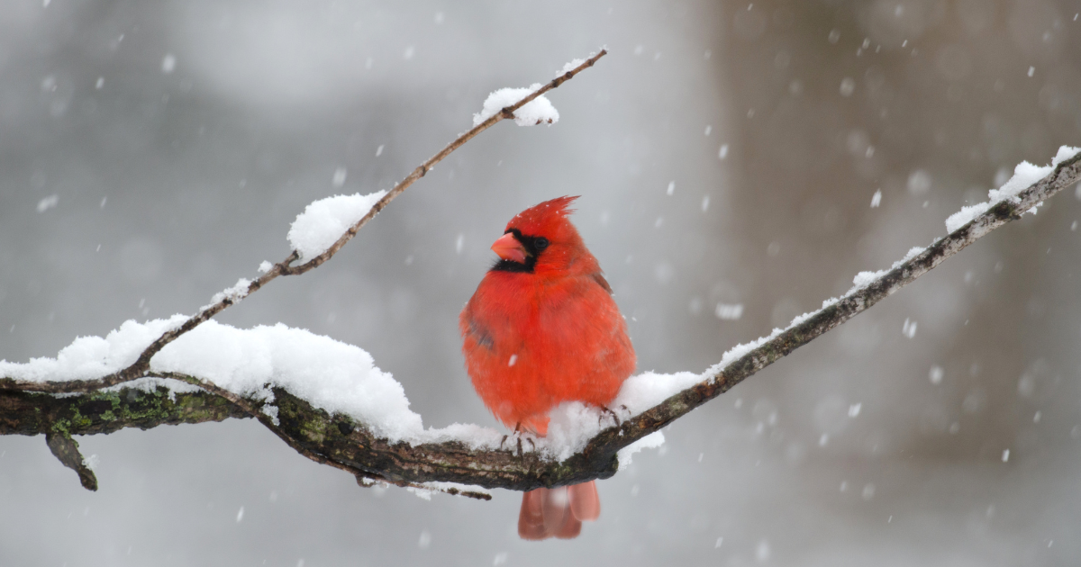 Campaign cover image for Fall Guided Bird Walk 12-20-26