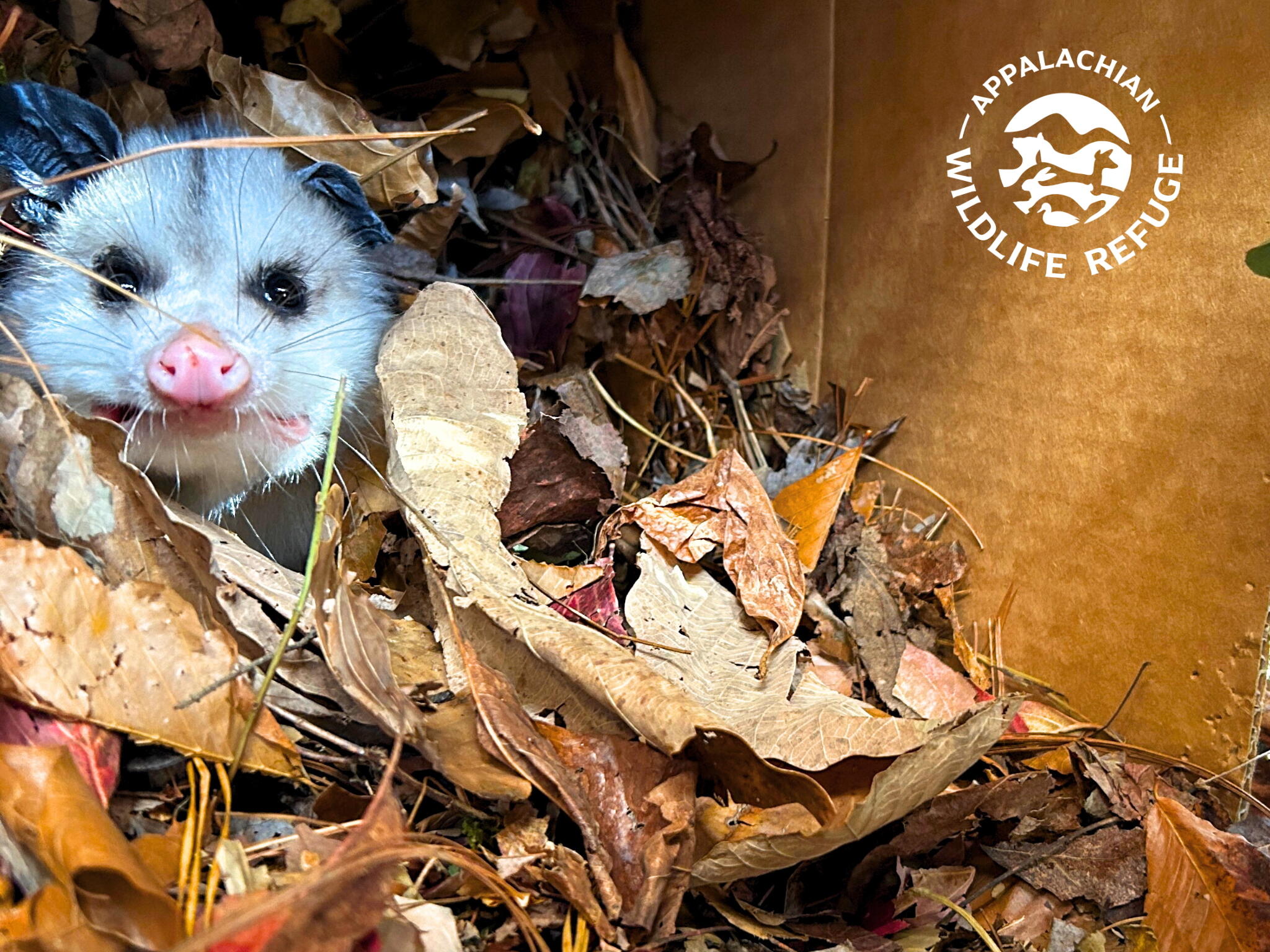 Campaign cover for Fall for Wildlife