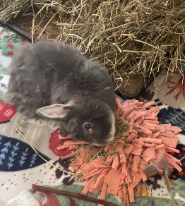 Campaign cover for Elle the Bunny - Sponsor Elle's Care!