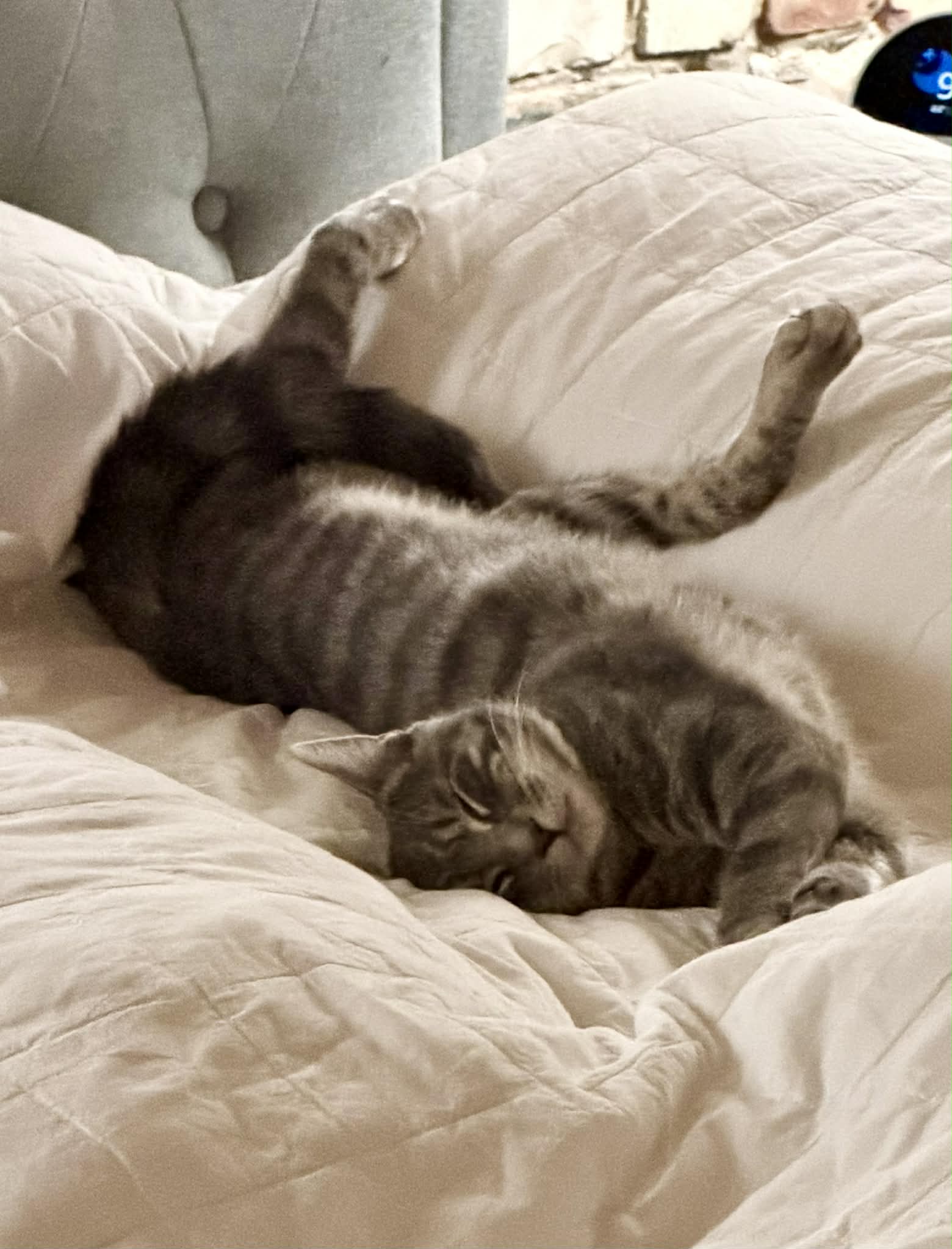 Campaign cover image for PLEASE Help Save Bojangles' Legs!