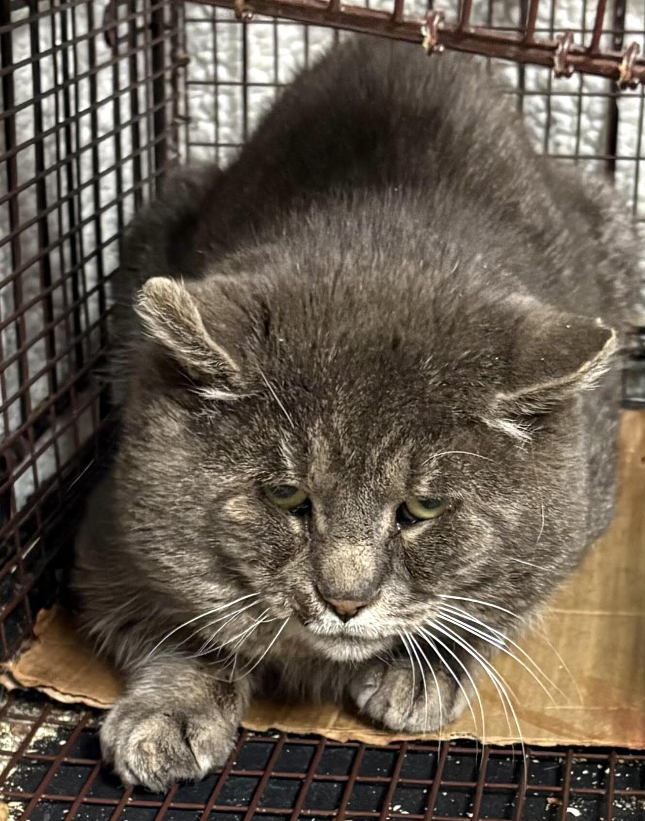 Campaign cover for Salem