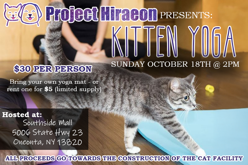 Campaign cover image for Project Hiraeon's Kitten Yoga