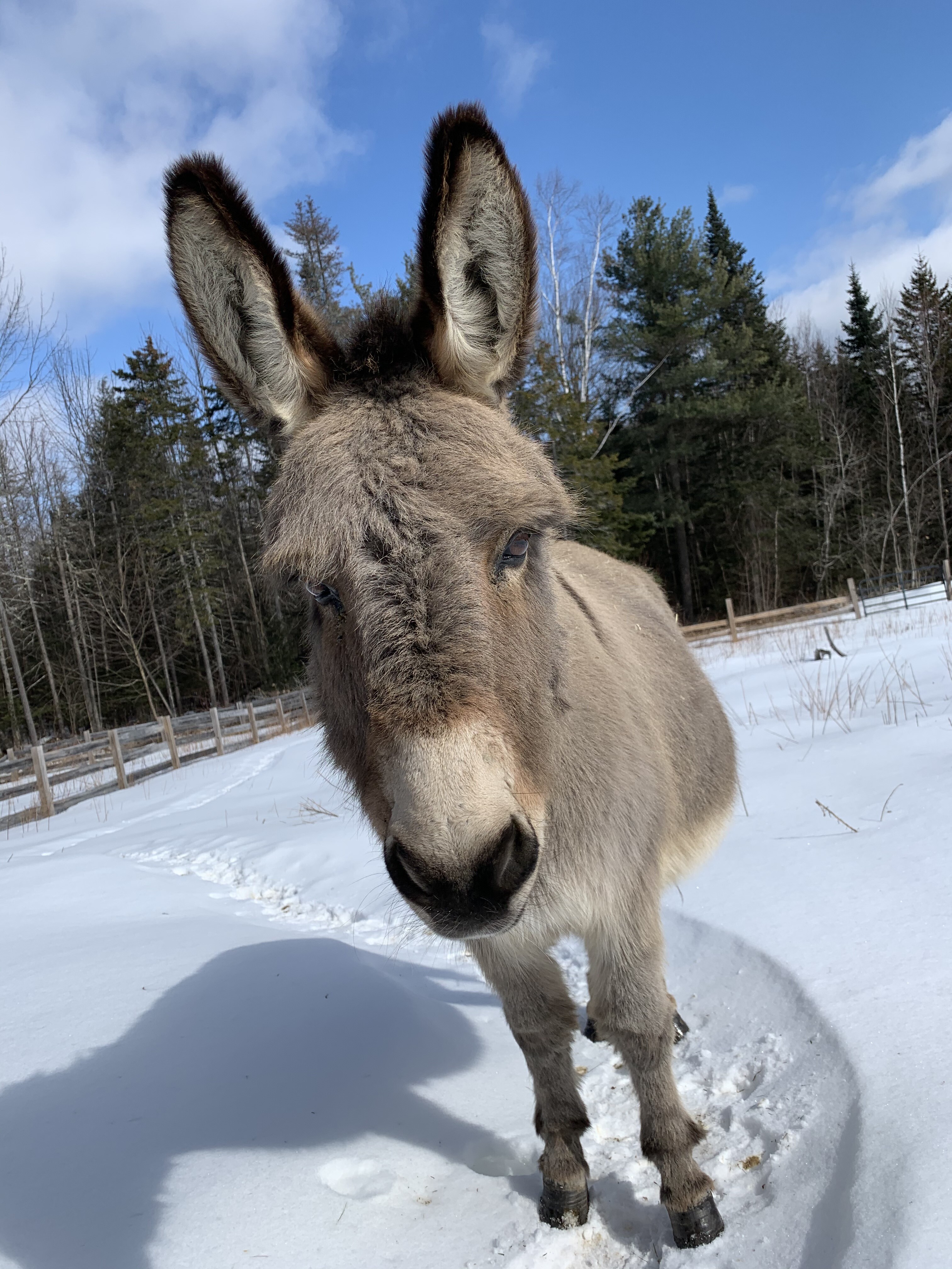 Campaign cover for Sponsor Big D the mini donkey