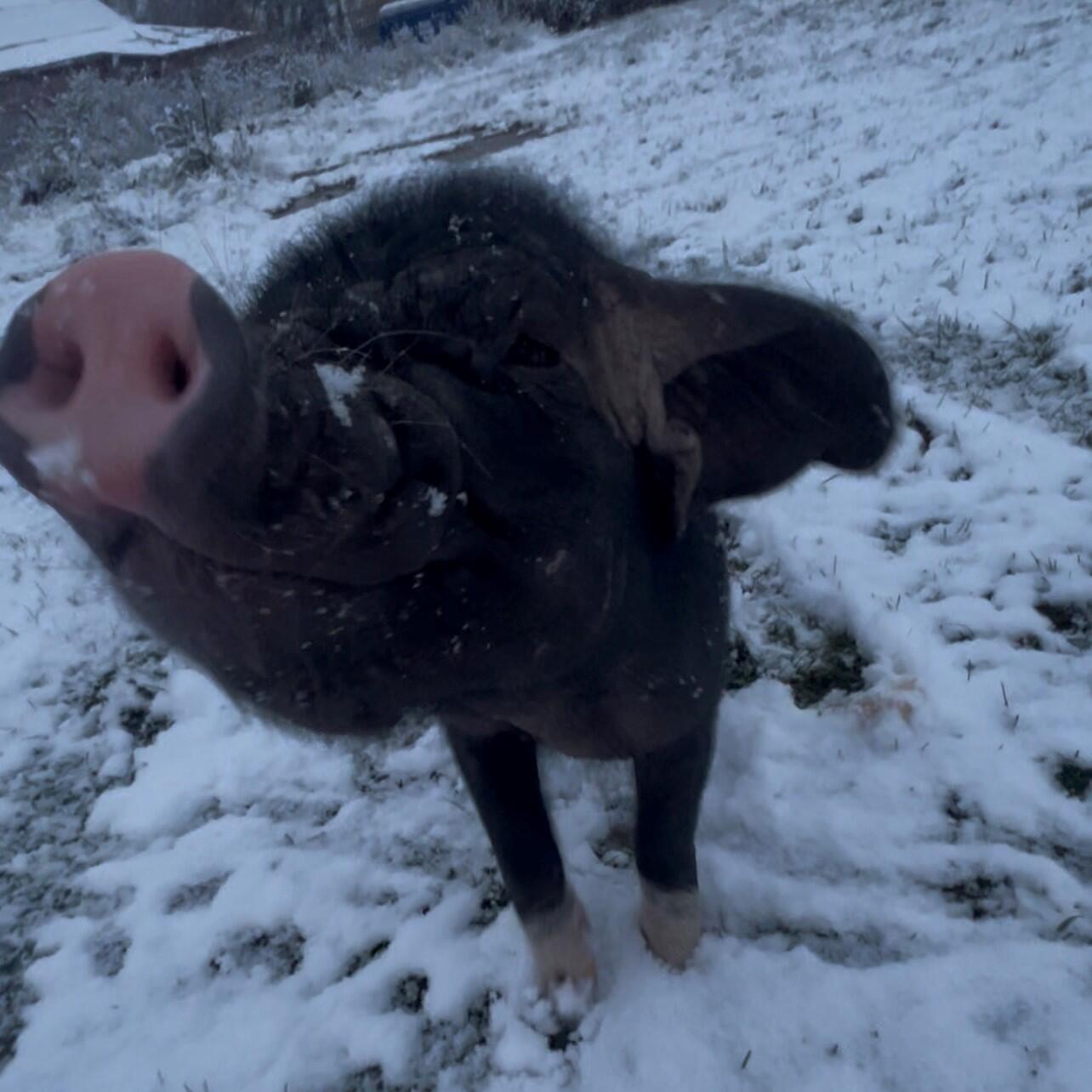 Campaign cover image for Taleia Sponsorship