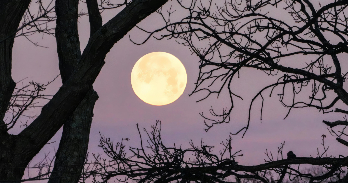 Campaign cover image for Spring Equinox Moonlight Walk 3-20-26