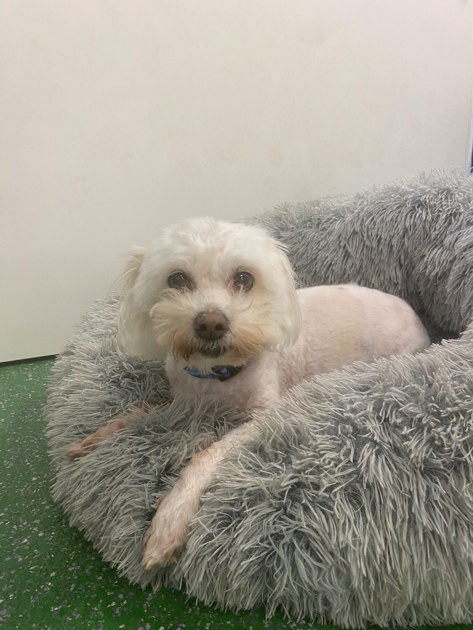 Campaign cover image for ❤️Sponsor Finn❤️