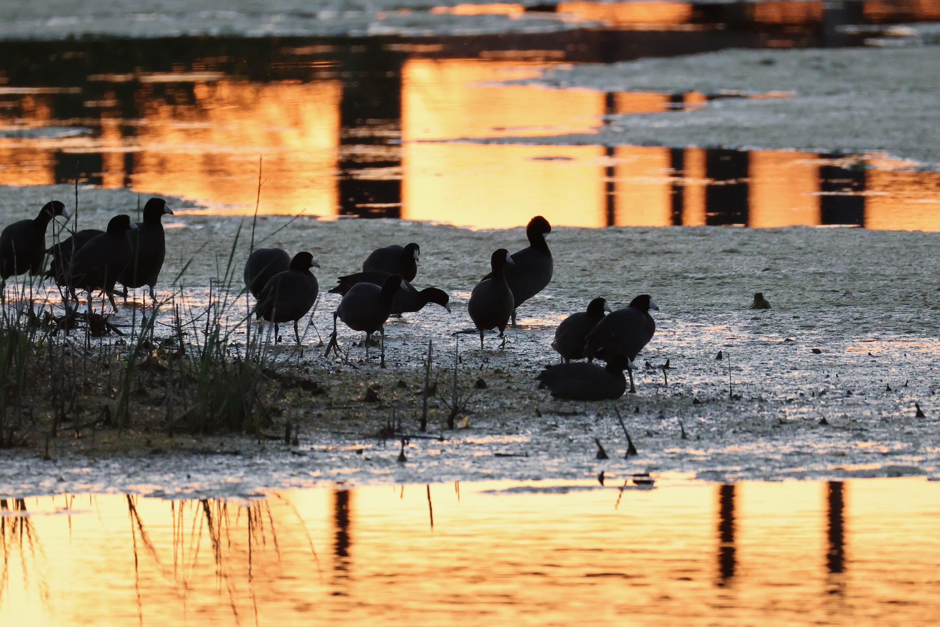 Campaign cover image for Members Only: Sunset & S'mores