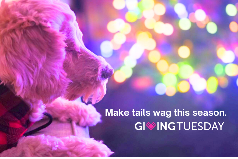 Campaign cover image for Giving Tuesday: End Doodle Abuse and Neglect.