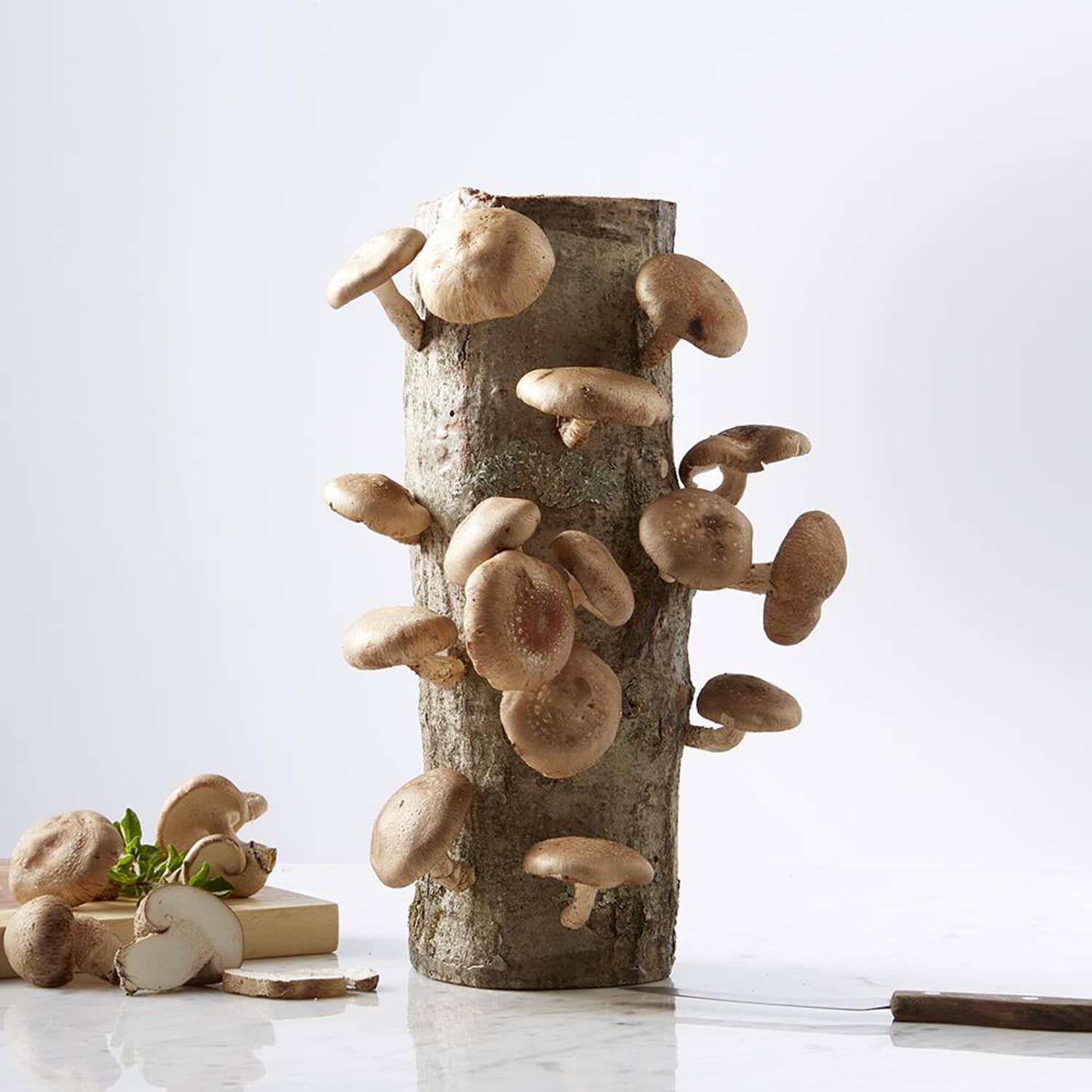 Campaign cover image for Organic Mushroom Growing Class