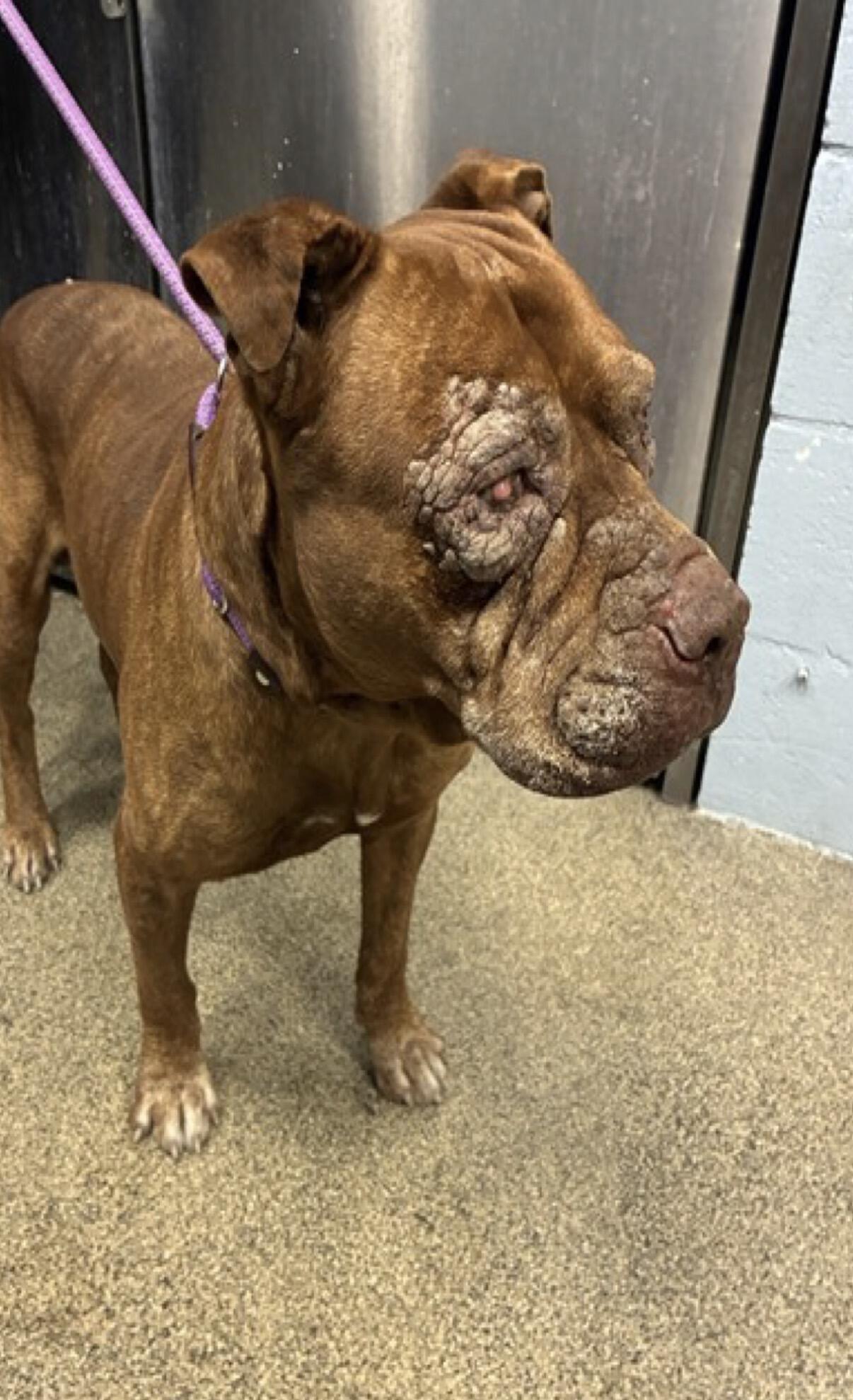 Campaign cover image for PLEASE HELP LESLIE ❤️‍🩹 WITH TRANSPORT