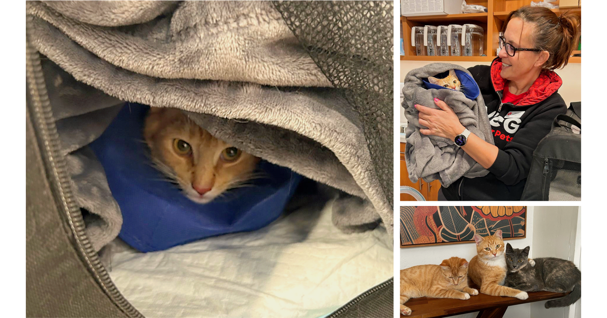 Campaign cover image for Emergency Vet Care Needed Now