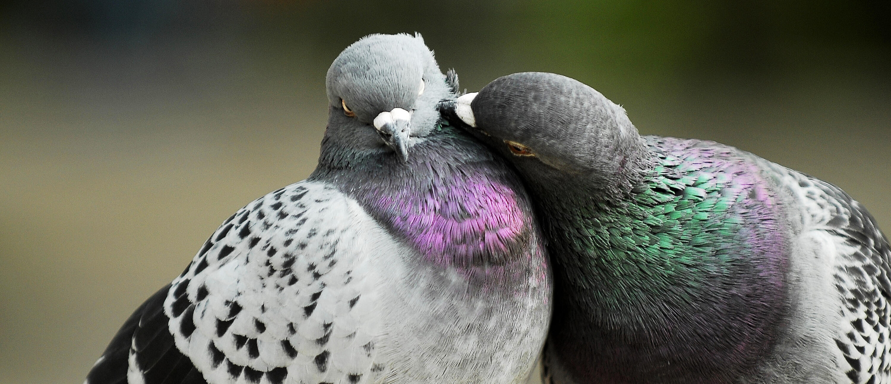 Campaign cover for Minnesota's Pigeon Haven
