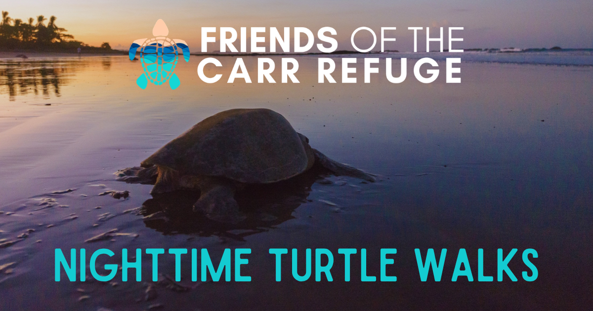 Campaign cover image for Turtle Walk July 15 2026