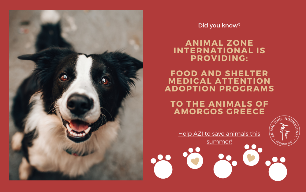 Campaign cover image for Animal Zone International 5x5