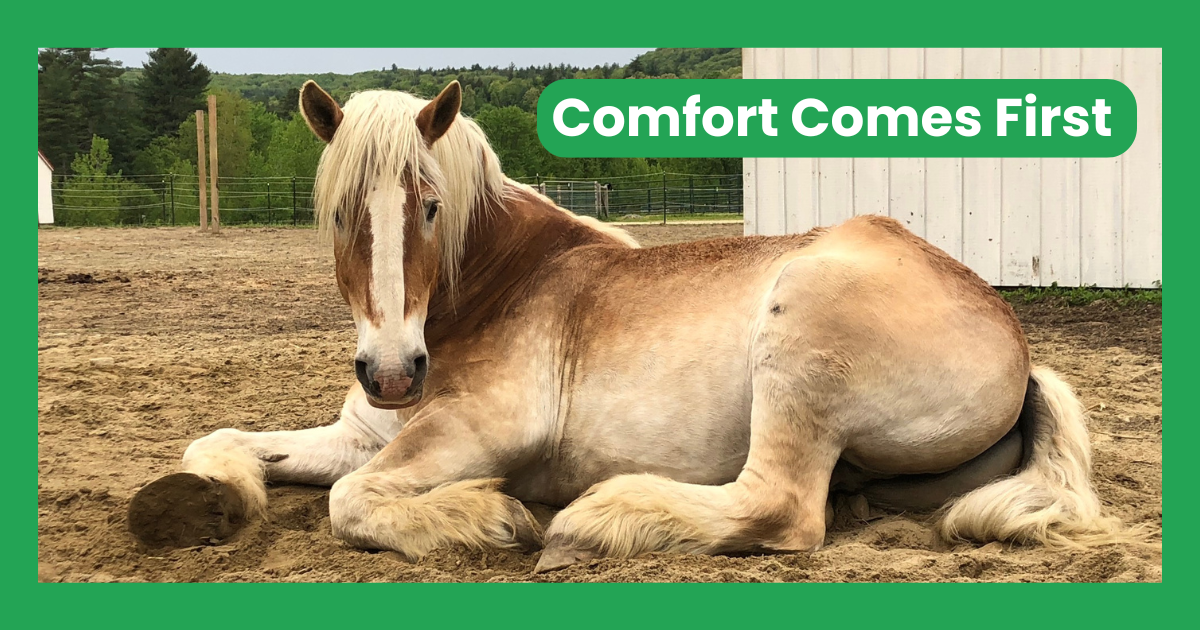 Campaign cover image for Giving Tuesday 2025 - Comfort Comes First