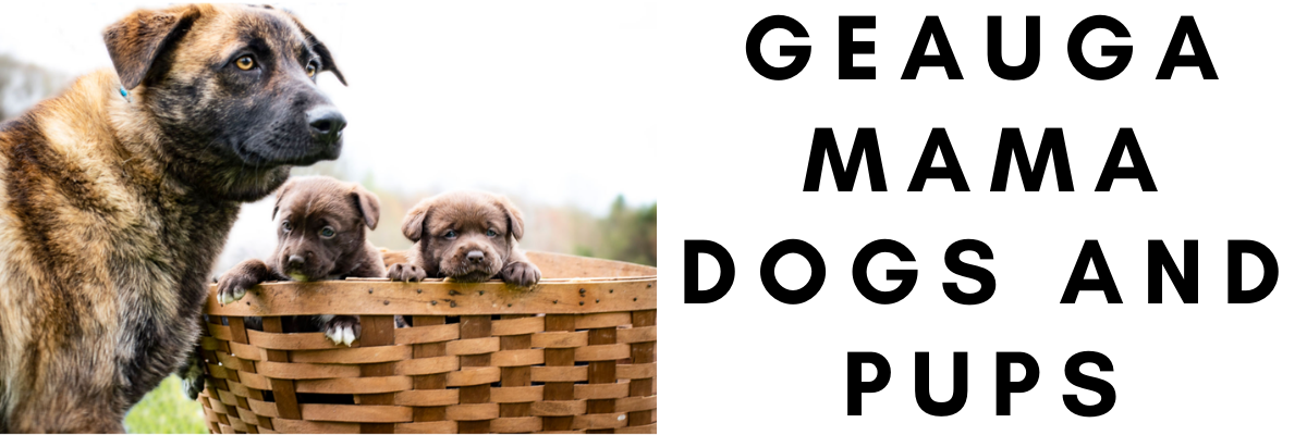 Geauga Mama Dogs And Pups Embracecle Community Challenge