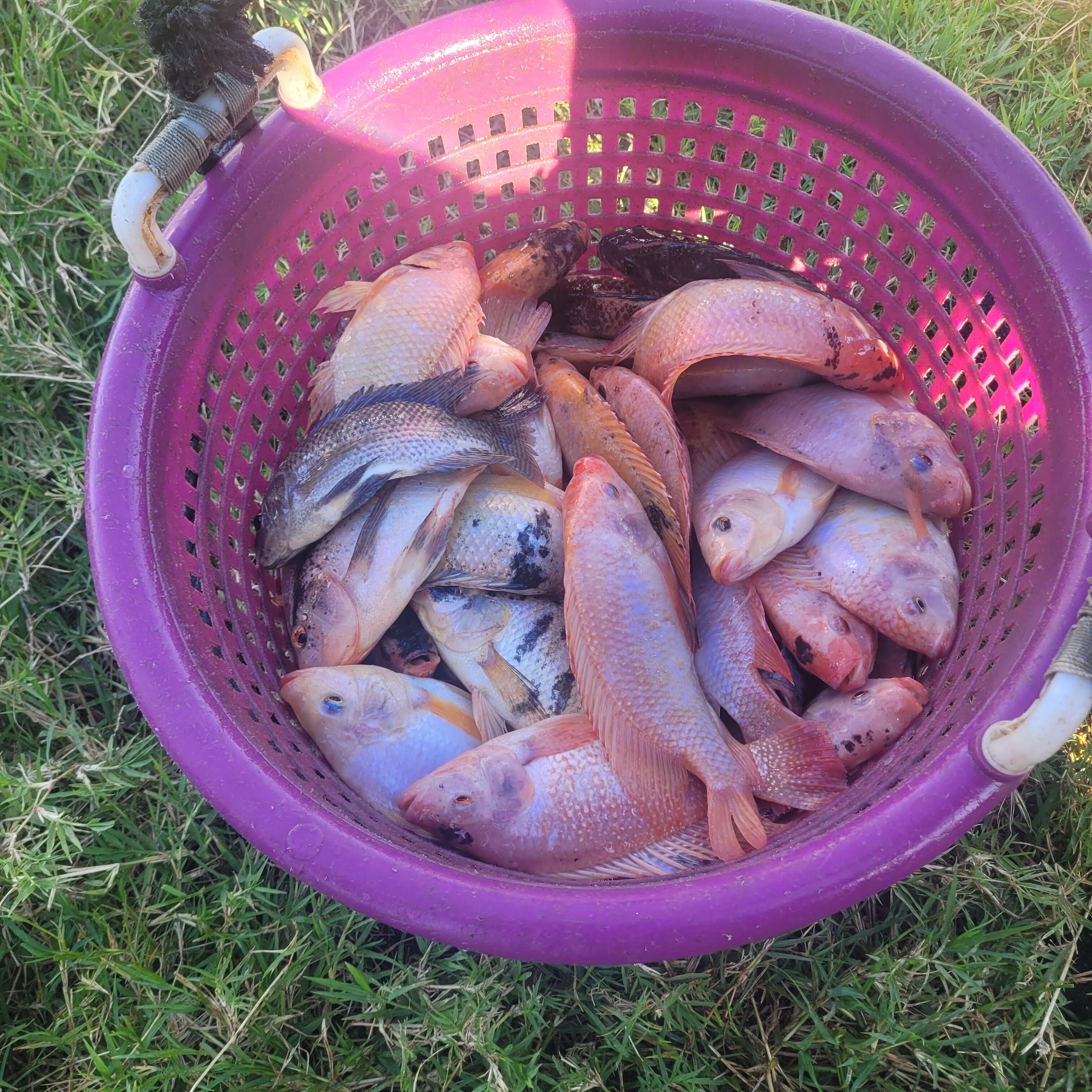 Campaign cover for Fund Tools for Diagnosis, Data collection on Jamaican Tilapia farms - Youth in Aquaculture Jamaica