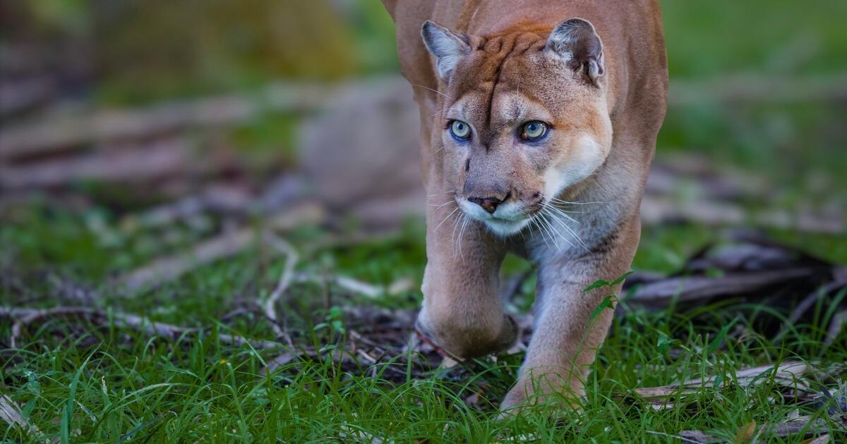 Campaign cover image for South Florida Wildlands - Support Our Mission