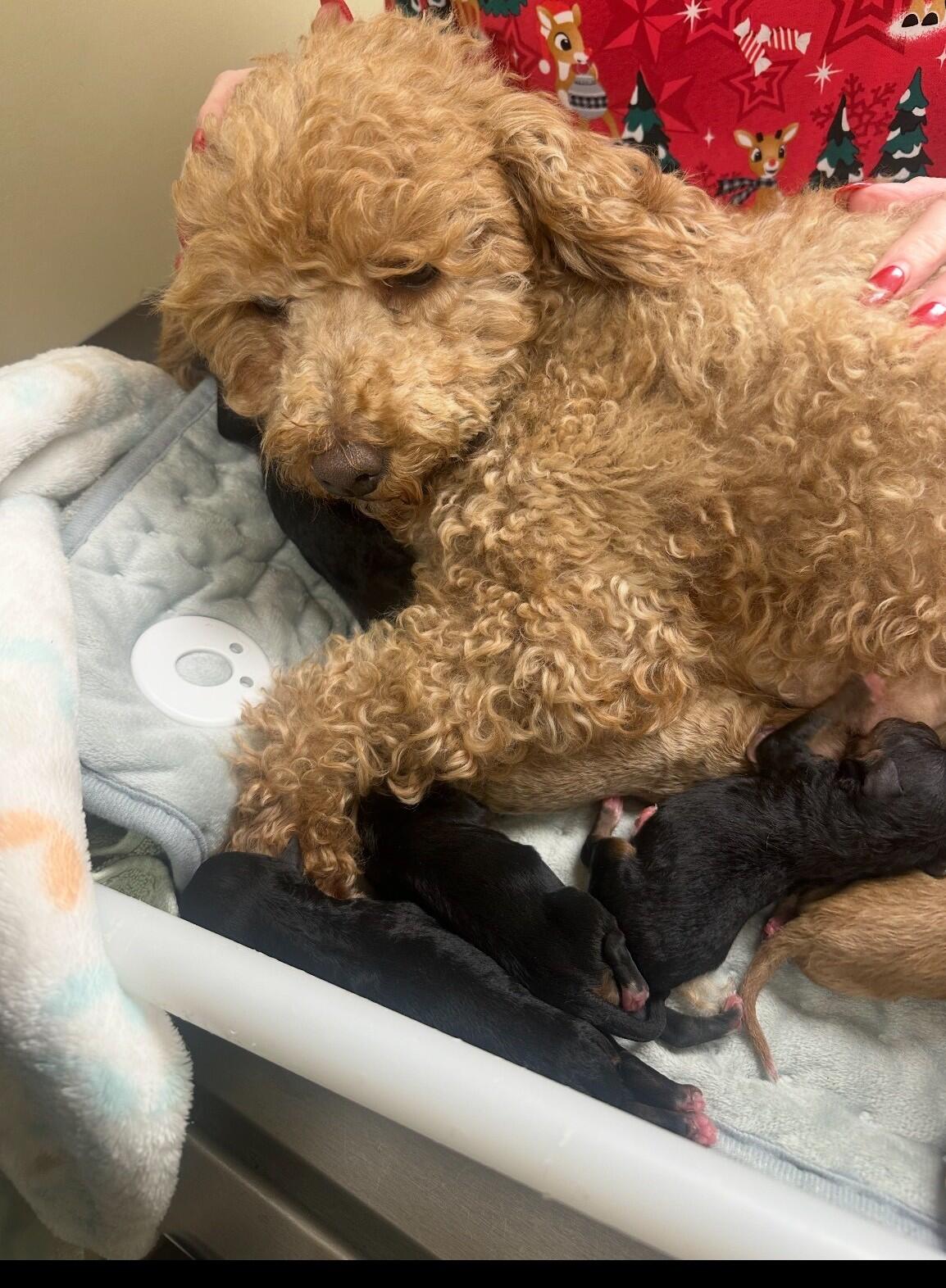 Campaign cover image for January 2026 Medical Fundraiser